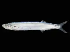 Sabre de mer Chirocentrus dorab