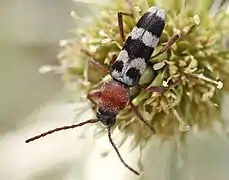 Chlorophorus trifasciatus (Fabricius, 1781)