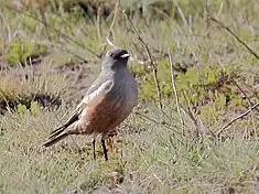 Pépoaza à ventre rougeâtre (Neoxolmis rufiventris)