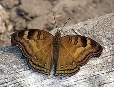 Junonia iphita