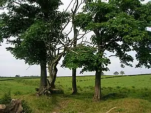 Détail du site de la fosse du choléra près de la ferme Soth Barr, Barrmill (en), Ayrshire, Écosse.