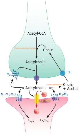 Synapse chlolinergique
