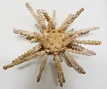 Chondrocidaris gigantea