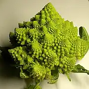 Chou romanesco entier vu de profil montrant les inflorescences secondaires sur l'inflorescence principale.