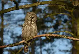 Chouette Lapone Domaine des grottes de Han, Belgique
