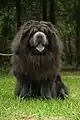 Un chow-chow noir.