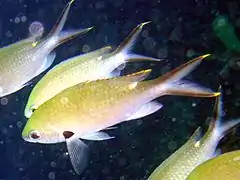 Chromis multilineata