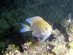 Chromis scotti