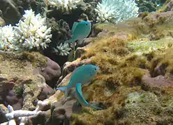 Des demoiselles bleu-vert (Chromis viridis)