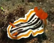 Chromodoris magnifica