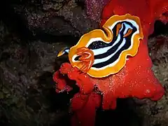 Chromodoris quadricolor