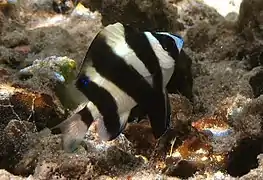 Une demoiselle footballeur (Chrysiptera annulata)