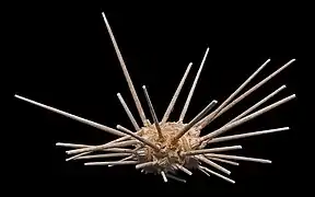 Spécimen naturalisé au MHNT.