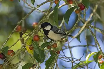 Une mésange indienne