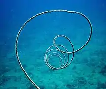 Cirrhipathes sp., un « corail noir »