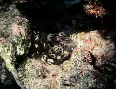 Un épervier de corail (Cirrhitus pinnulatus)