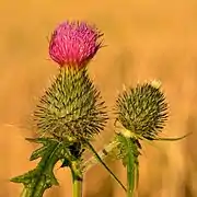 Cirsium vulgare.