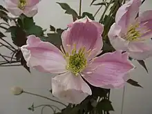 Clématite montana 'Gistar'