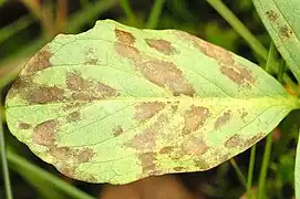 Fungi - Chytridiomycota, espèce Cladochytrium menyanthis