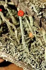 Lecanorales :Cladonia macilenta