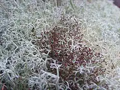 Cladonia portentosa.