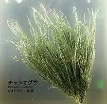 Cladophora wrightiana.