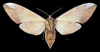 Revers de la femelle (coll.MHNT)