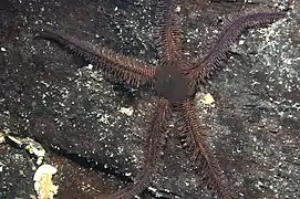 Clarkcoma canaliculata