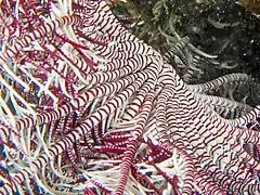 Celle d'une Clarkcomanthus mirabilis