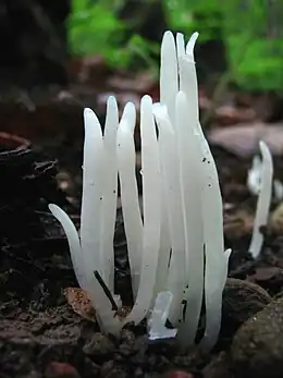 Clavaria fragilis est semblable mais est blanc.