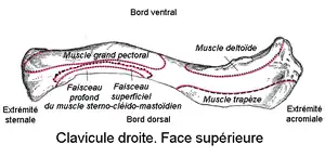 Insertion claviculaire du muscle grand pectoral (face supérieure)