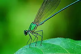 Coloration métallique