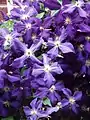 Clematis xjackmanii
