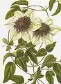Illustration de clematis florida 'bicolor'.