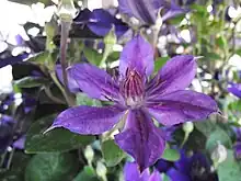 Clématite Patens Mon amour