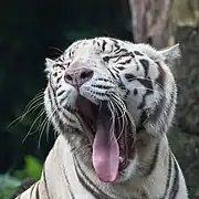 Tigre blanc