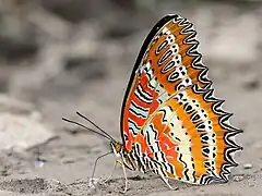 Cethosia biblis tisamena, Nagaland (Inde)