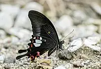 Papilio helenus, ailes repliées