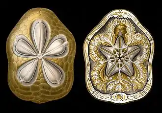 Clypeaster rosaceus (face aborale et vue supérieure en tranche des organes internes), ibid.