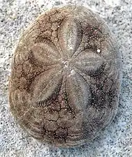 Test de Clypeaster rosaceus aux Bahamas.