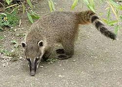 Coati ou Nasua nasua