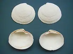 Codakia orbicularis (Lucinida)