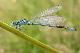 Vue en couleur d’une libellule bleue sur un brin d’herbe.
