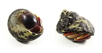 Un Coenobita clypeatus dissimulé dans une coquille, qu'il ferme grâce à sa grosse pince gauche.