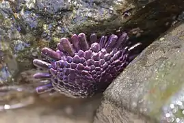 Les puissants podia de cet oursin lui permettent de tenir à l'envers.