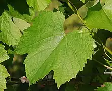 Feuille de colombard.