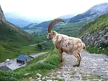 Bouquetin au-dessus du col avec vue sur le versant sud.