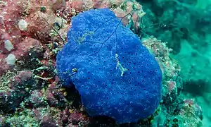 Eudistoma sp. (Polycitoridae)