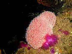 Botrylloides leachii