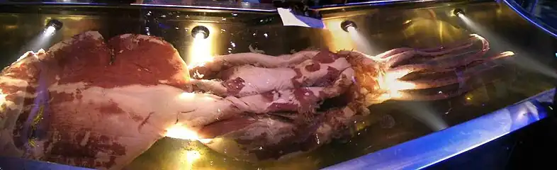 Restes d'un calmar colossal.